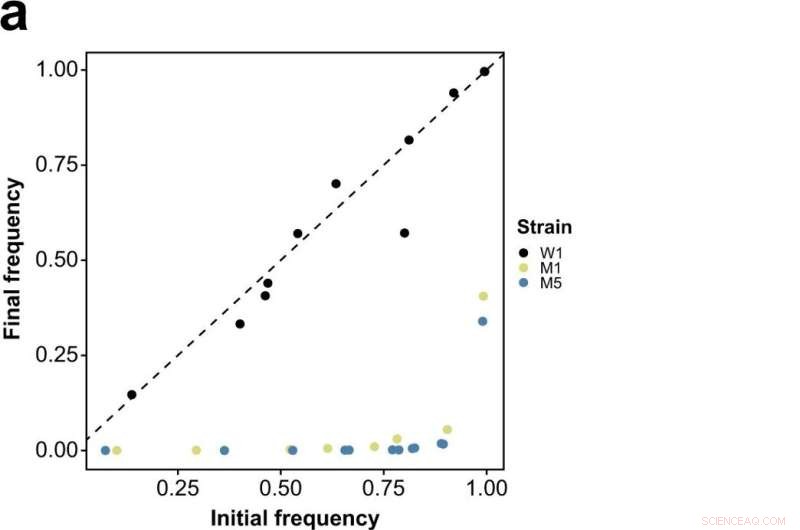 Bacterial Cooperation Drives Self‑Sacrifice for Collective Benefit