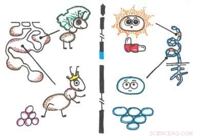 Bacterial Cooperation Drives Self‑Sacrifice for Collective Benefit