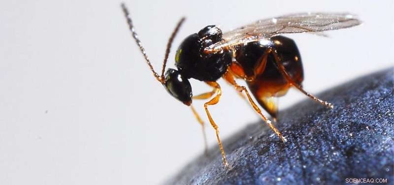 USDA Greenlights Tiny Wasp Release to Target Devastating Fruit Fly