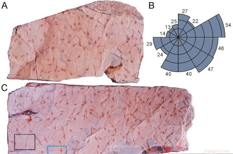 Ancient Mayfly Swarm Fossils Reveal China s Earliest Insect Resource Pulses