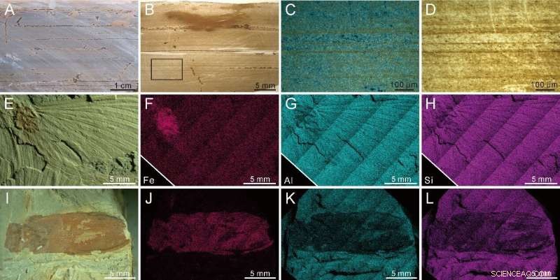 Ancient Mayfly Swarm Fossils Reveal China s Earliest Insect Resource Pulses