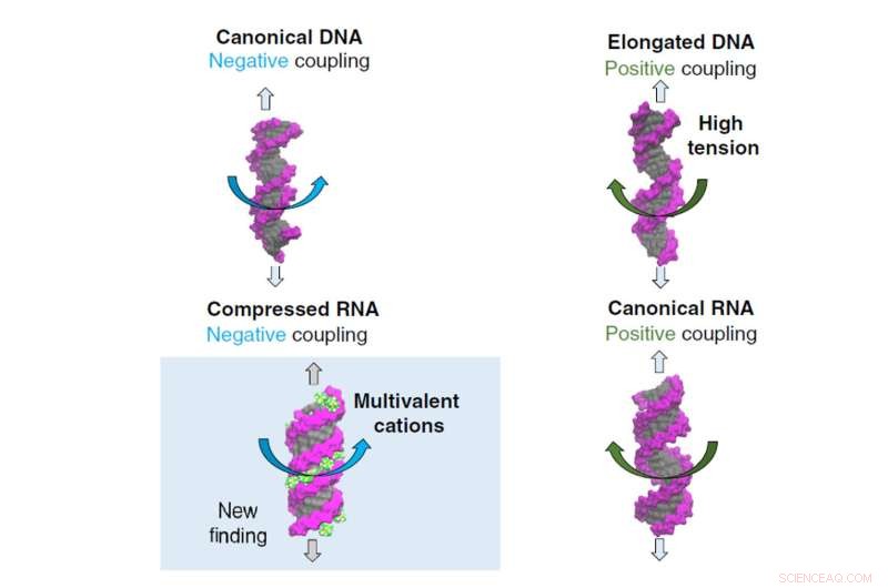 Unified Mechanism Linking DNA/RNA Twist Changes to Mechanical Stress