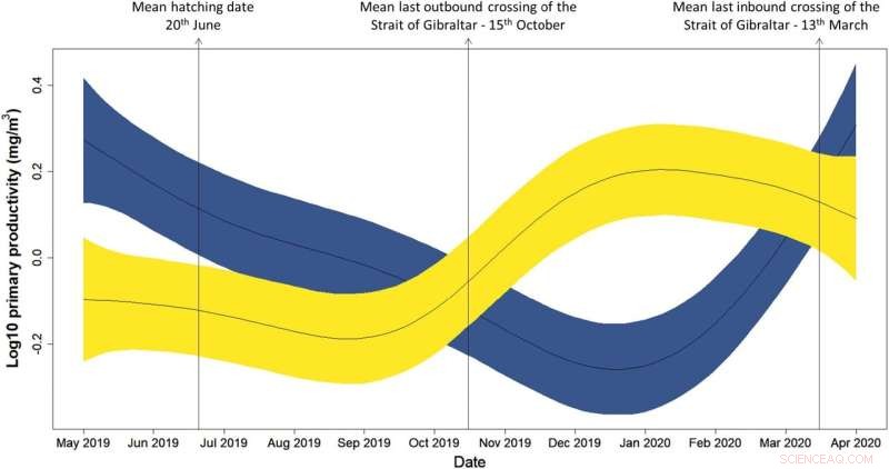 Unveiling the Migration Routes of the Mediterranean s Smallest Seabird