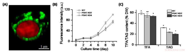 PDAT Governs Phosphatidylethanolamine as a Short‑Term Carbon Sink, Offering an Alternative to Triacylglycerol in Nannochloropsis