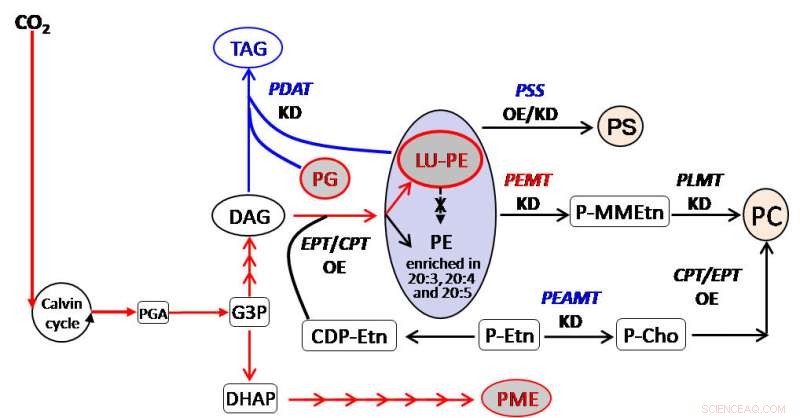 PDAT Governs Phosphatidylethanolamine as a Short‑Term Carbon Sink, Offering an Alternative to Triacylglycerol in Nannochloropsis