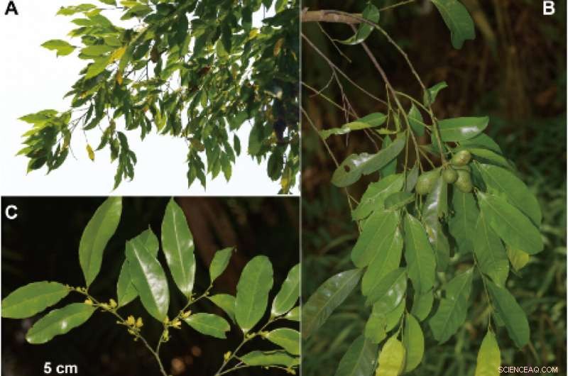 Researchers Discover Two New Polyalthiopsis Species in China