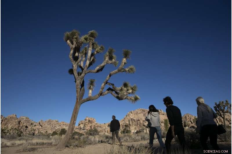 Joshua Tree National Park Temporarily Closes Trail to Protect Bighorn Sheep During Drought