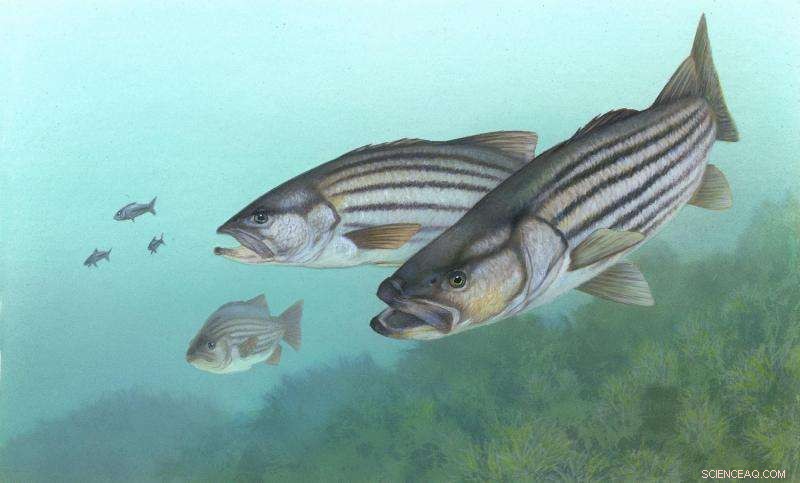 New Study Uncovers Bass Genetic Diversity, Boosting Conservation Efforts