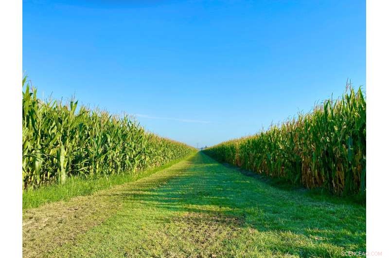 Long-Term Corn Monoculture Shows Cover Crops Alone Can t Restore Soil Health