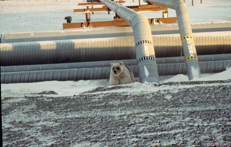 Polar and Brown Bears: Insights from Their Complex Evolutionary History