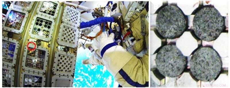 Kombucha’s Bacterial Cellulose Supports Microbial Life in Mars-Analog Environments