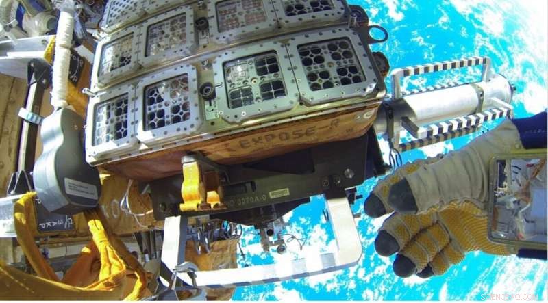 Kombucha’s Bacterial Cellulose Supports Microbial Life in Mars-Analog Environments