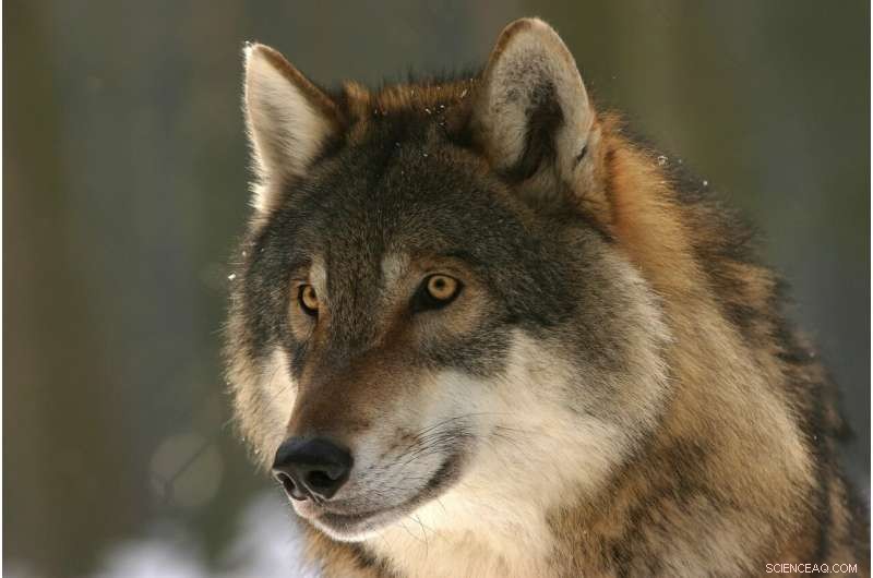 Wolf Personality Shapes Wetland Ecosystems: New Study Reveals Impact