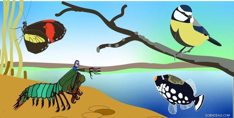 New Research Reveals How Animals Perceive Color: Terrestrial Creatures Outpace Aquatic and Forest Species