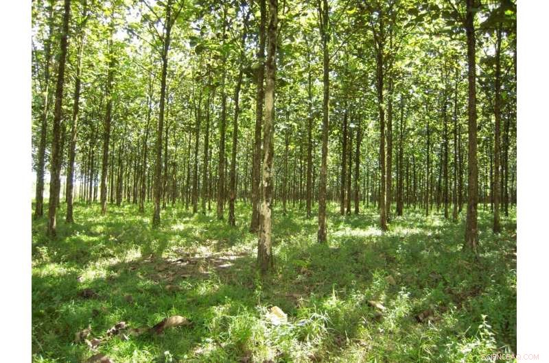 New Study Reveals Tree Plantations Threaten Tropical Ecosystems
