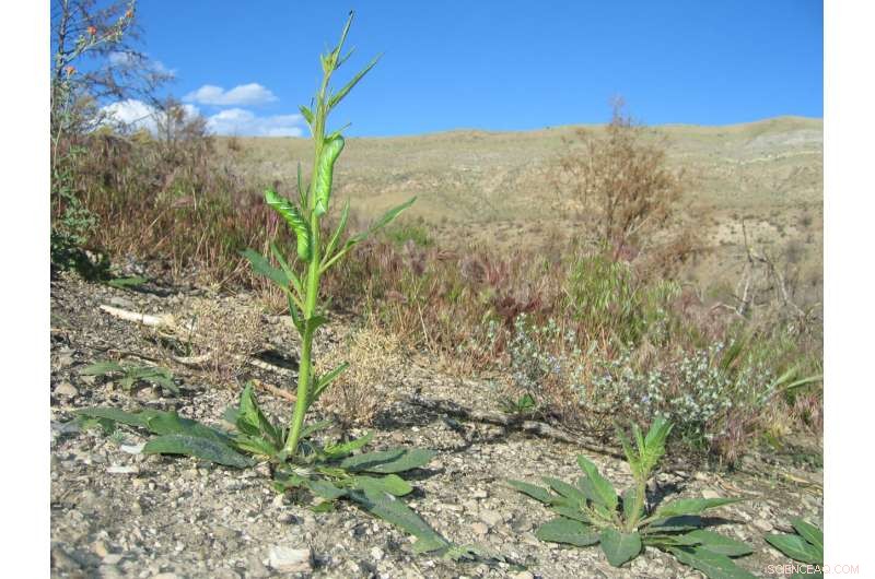 Plant Defense Compounds: Antagonistic Interactions and Mutual Detoxification