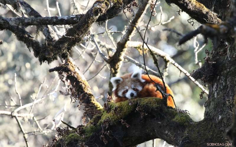 Red Pandas on the Brink: Study Reveals Human Threats Driving Species Closer to Extinction