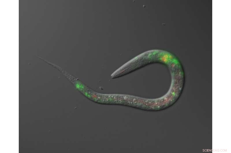 New Study Uncovers How Salt‑Seeking Worms Control Their Migration at the Molecular Level