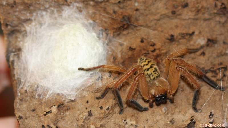 New Research Deciphers Social Behavior Patterns in Huntsman Spiders