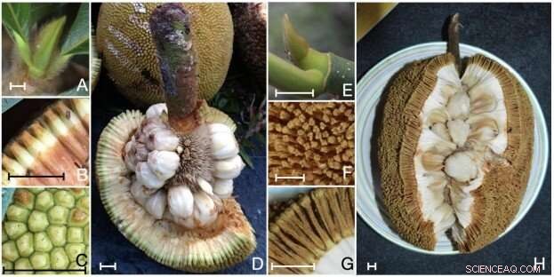 Bornean Indigenous Knowledge Confirms Two Distinct Artocarpus Species, Verified by Genetic Analysis