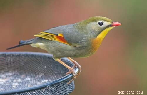 Red-billed Leiothrix: Emerging Invasive Species in Britain