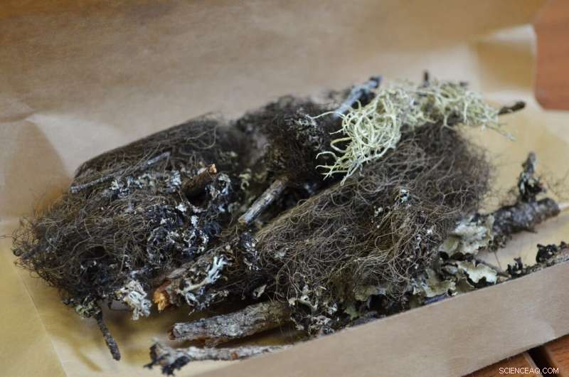 Lichens’ Defense Mechanisms Against Toxic Metals and Acidic Conditions