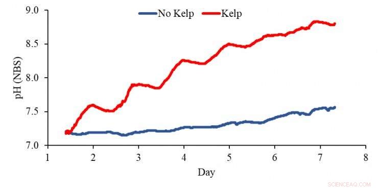 Kelp Reduces Ocean Acidification, Boosting Shellfish Health and Abundance