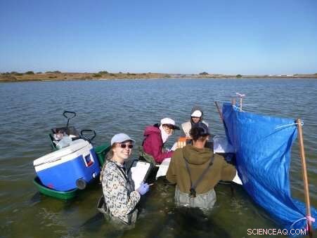 Worms Drive Nutrient Cycling, Boosting Coorong Lagoon Remediation Efforts