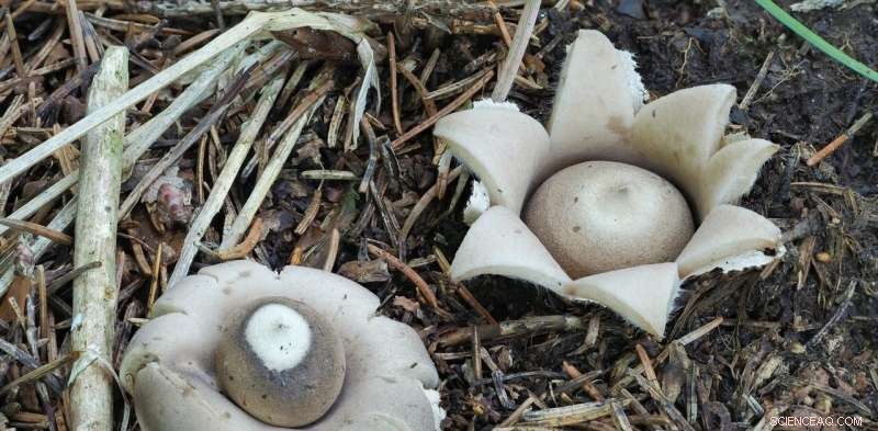 Explore Victoria s Fungi: A Prime Season to Discover Native Species
