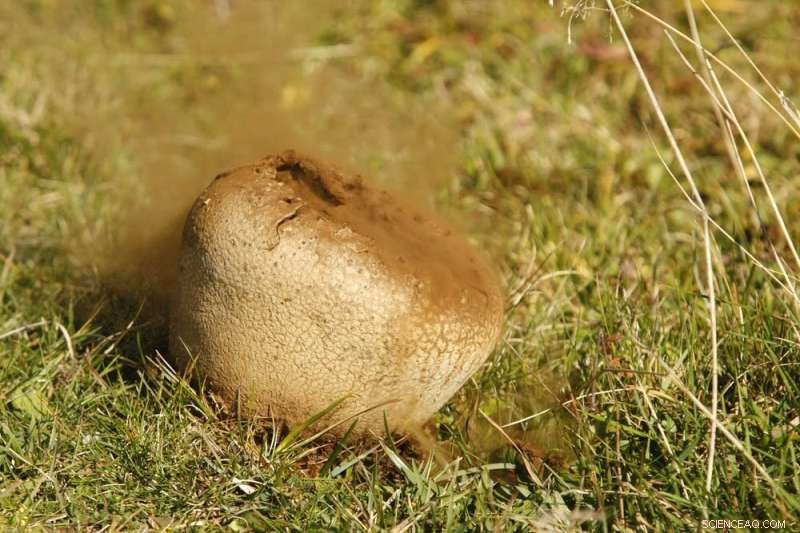 Explore Victoria s Fungi: A Prime Season to Discover Native Species
