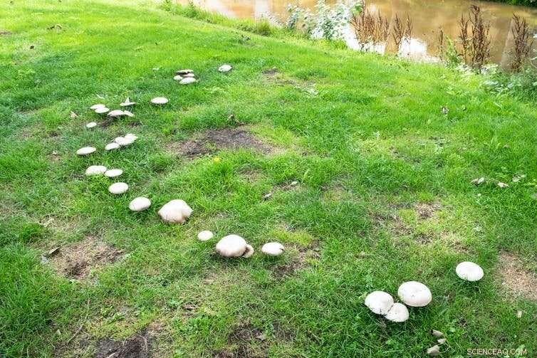 Explore Victoria s Fungi: A Prime Season to Discover Native Species