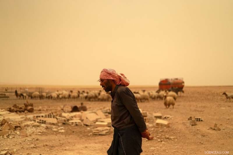Syria s Climate‑Damaged Wheat Fields Now Serve Livestock, Not Human Food