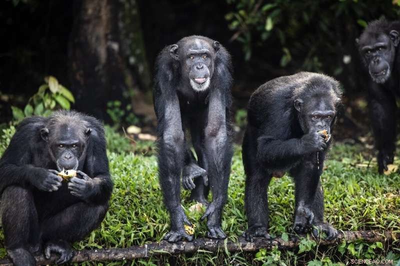 New Chimpanzee Genetic Map Aims to End Illegal Trafficking