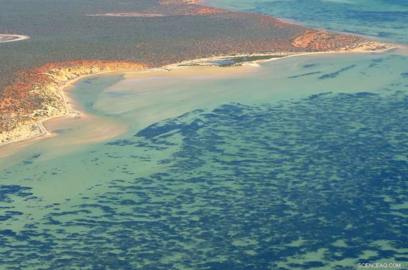 Australia s Seagrass Meadow: The World s Largest Single Plant