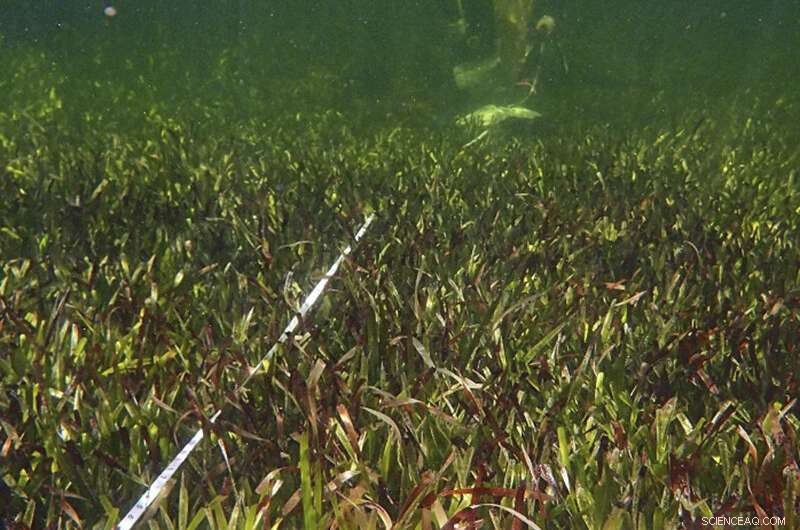 Australia s Seagrass Meadow: The World s Largest Single Plant
