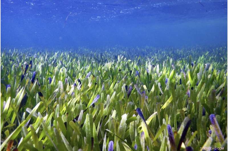 Australia s Seagrass Meadow: The World s Largest Single Plant