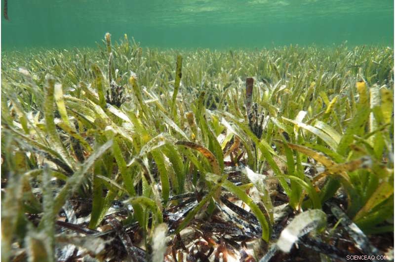 Australia s Seagrass Meadow: The World s Largest Single Plant