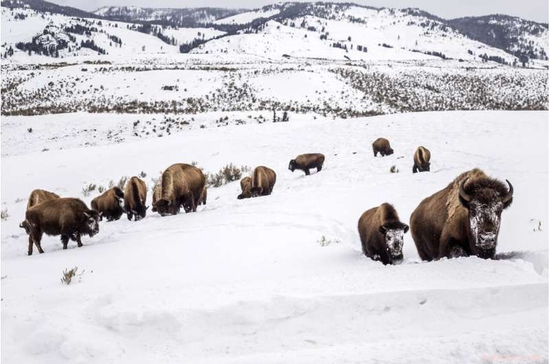 US Wildlife Service to Evaluate Yellowstone Bison for Endangered Species Protection