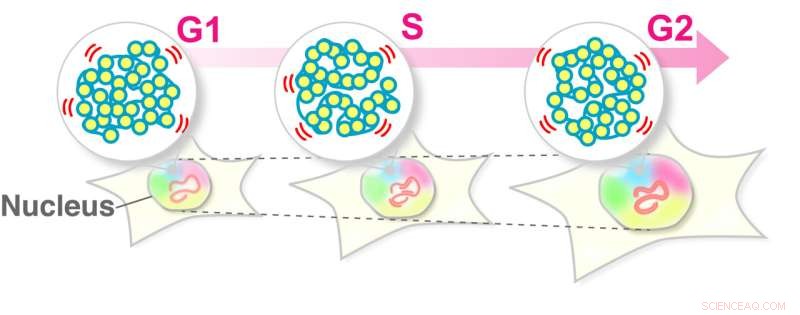 Steady DNA Motion During Interphase: A Robust Housekeeping System
