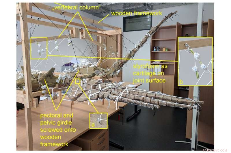 The Science of Plesiosaur Swimming: How Their Flippers and Body Design Enabled Efficient Underwater Movement