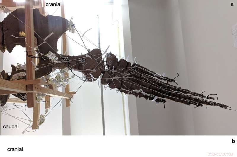 The Science of Plesiosaur Swimming: How Their Flippers and Body Design Enabled Efficient Underwater Movement