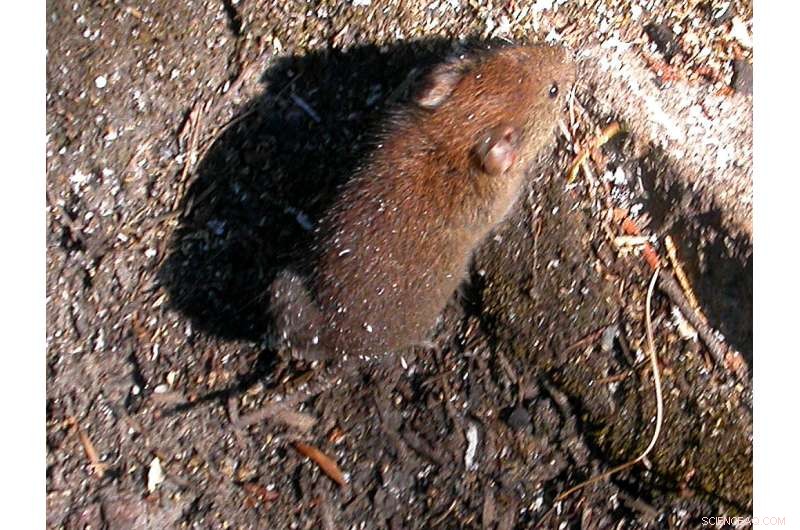 Scientists Discover New Coronavirus in Swedish Bank Voles