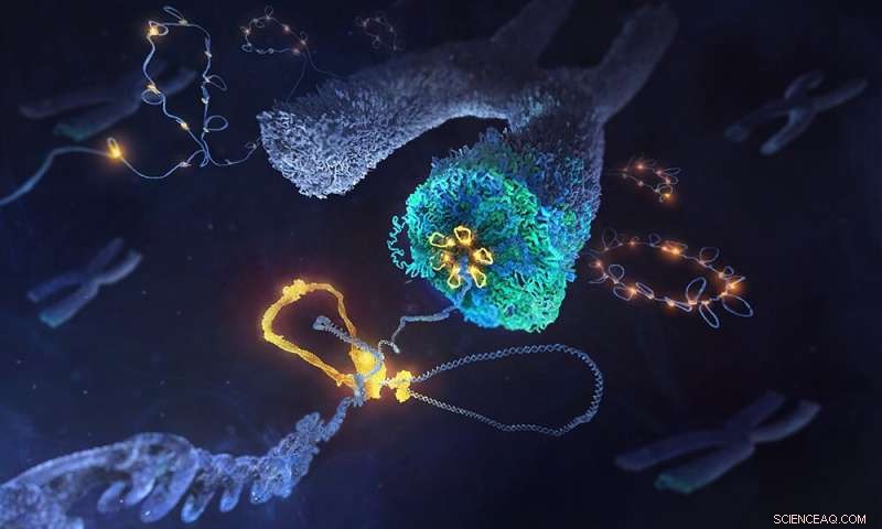 The Condensin Complex: Mastering Chromosome Architecture During Cell Division
