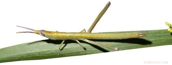 Australian Grasshopper Stopped Sexual Reproduction 250,000 Years Ago—Thriving Asexually