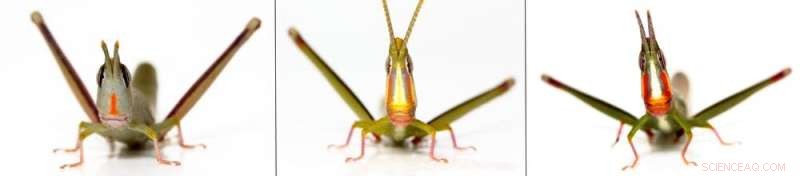 Australian Grasshopper Stopped Sexual Reproduction 250,000 Years Ago—Thriving Asexually
