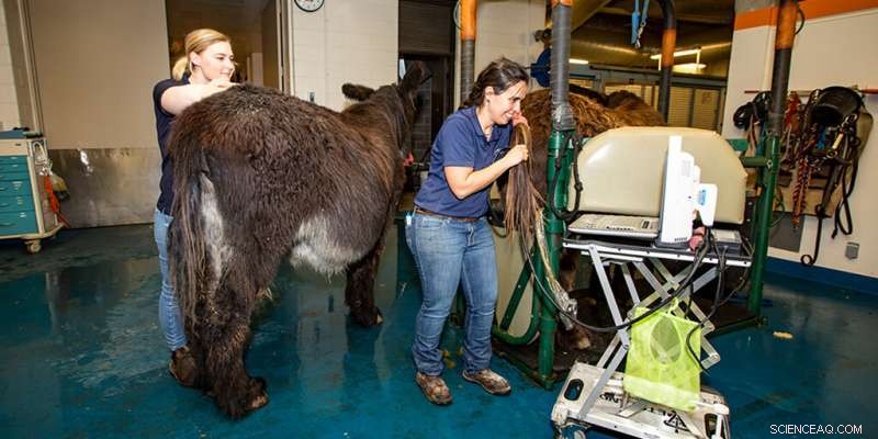 Conserving the Rare Baudet du Poitou Donkey: A Global Effort