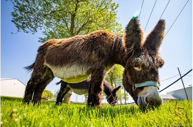 Conserving the Rare Baudet du Poitou Donkey: A Global Effort