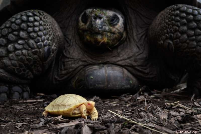 Swiss Zoo Welcomes Rare Albino Galapagos Giant Tortoise