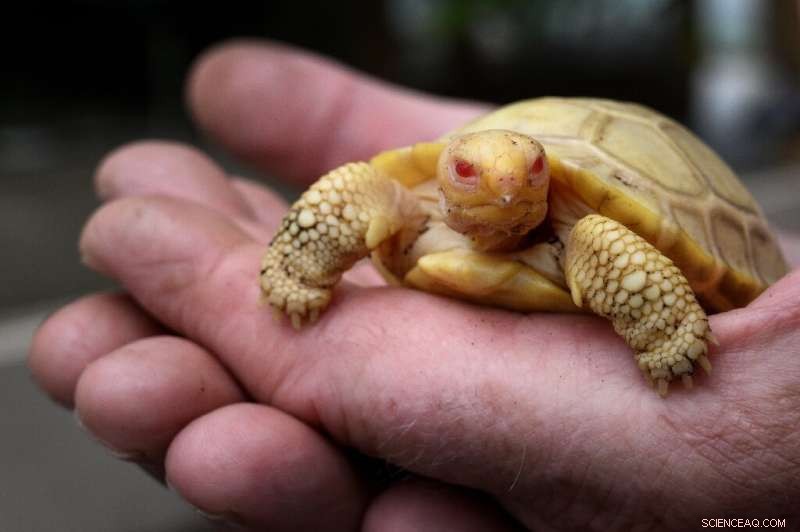 Swiss Zoo Welcomes Rare Albino Galapagos Giant Tortoise