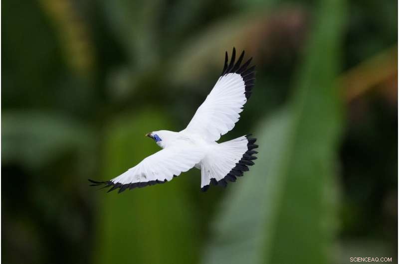 Bird Sellers in Bali Propel the Endangered Mynah’s Return